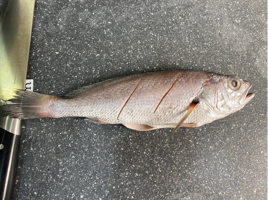 乾煎黑喉魚食譜｜在魚身上畫刀，讓鹽可以滲透到魚肉，也能幫助熟透